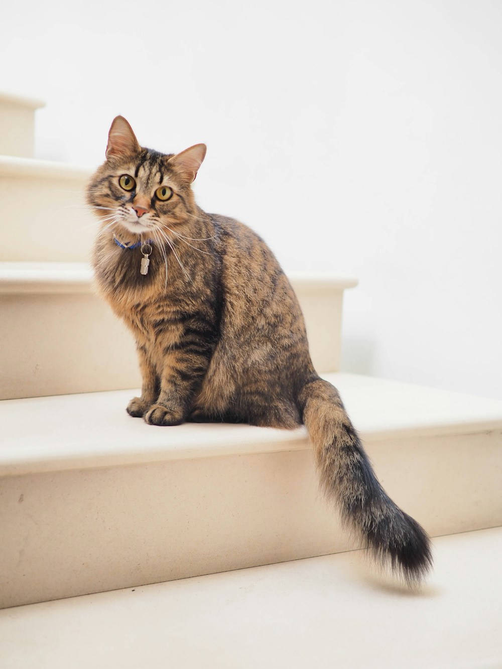 今天喝水够吗？从猫砂与食碗看见身体的小变化
