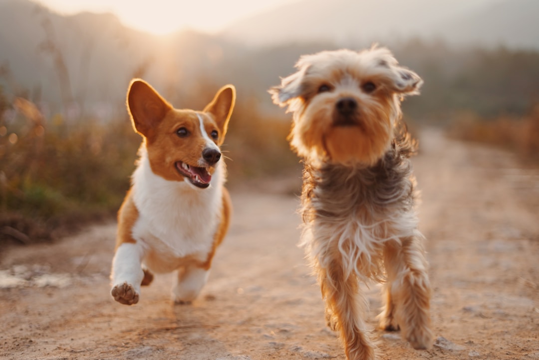 Pet moment